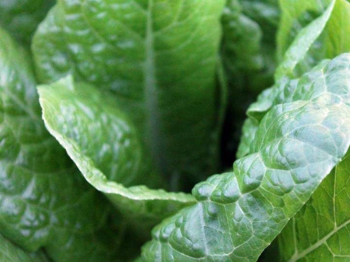Home grown lettuce - 12 easy ways to eat more veg