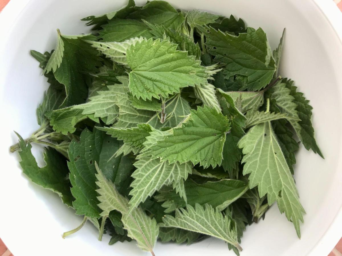 Clean young nettle leaves in bowl