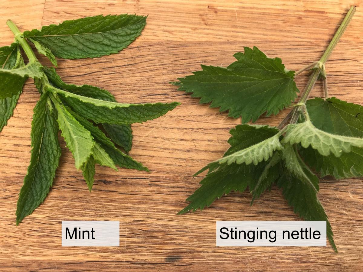 Stinging nettle and mint