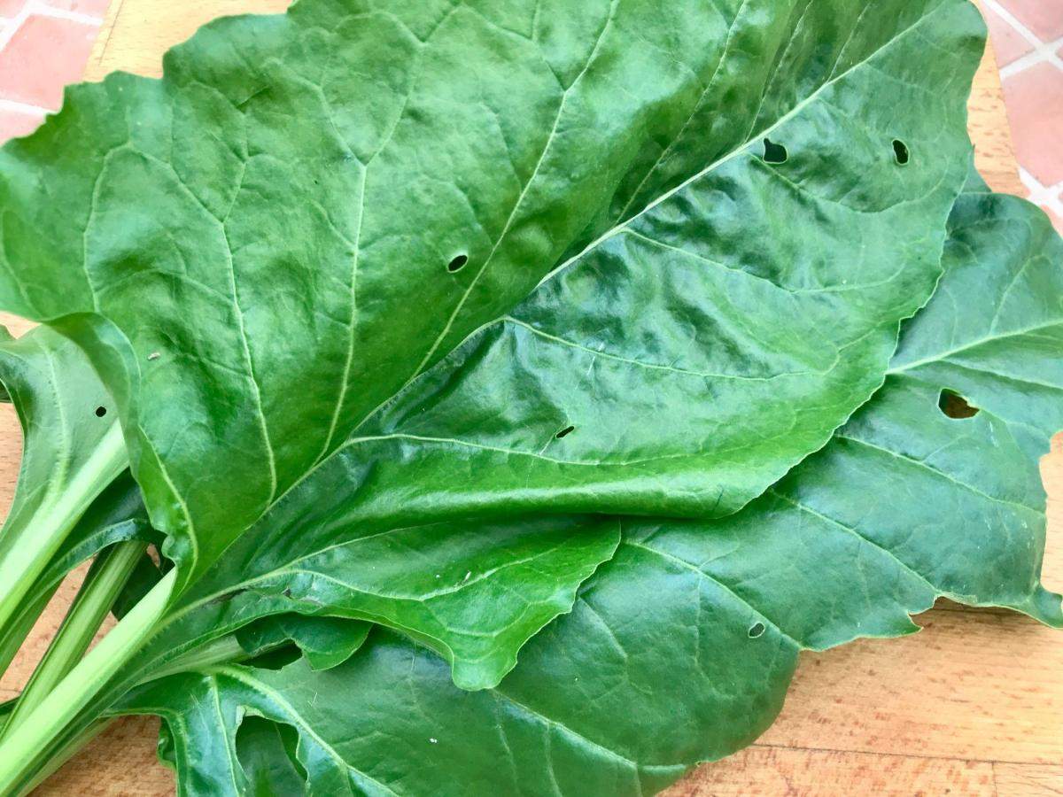 Perpetual spinach leaves.