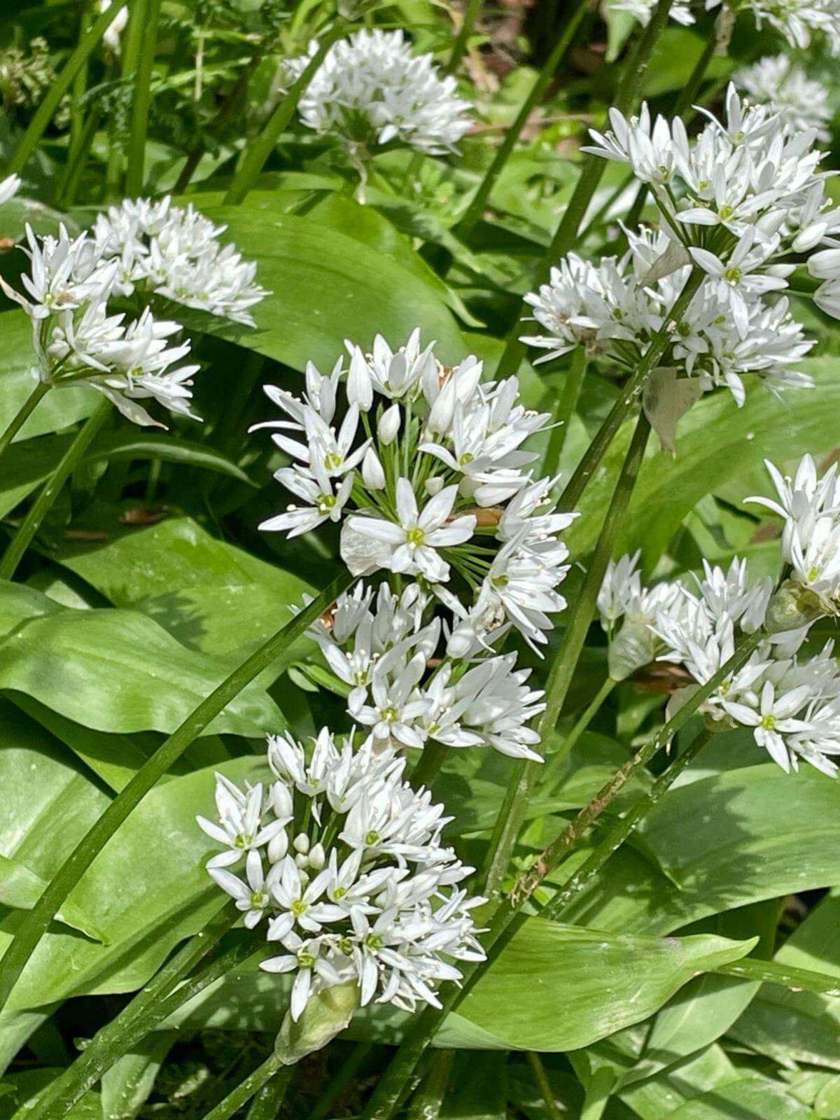 Wild garlic growing with flowers.