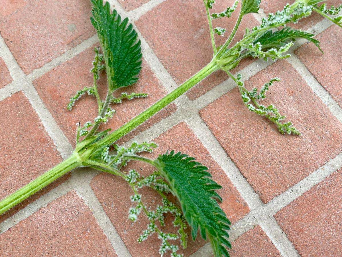 Stinging nettle in flower